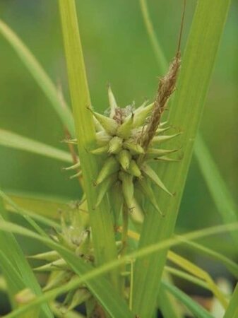 Carex grayi geen maat specificatie 0,55L/P9cm - afbeelding 2
