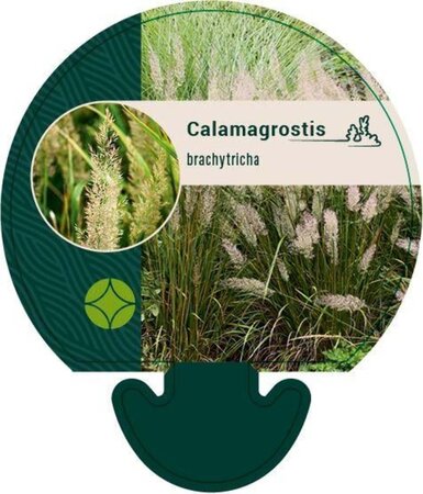 Calamagrostis brachytricha geen maat specificatie 0,55L/P9cm - afbeelding 7