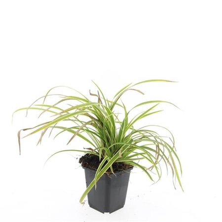 Carex morrowii 'Aureovariegata' geen maat specificatie 0,55L/P9cm - afbeelding 3
