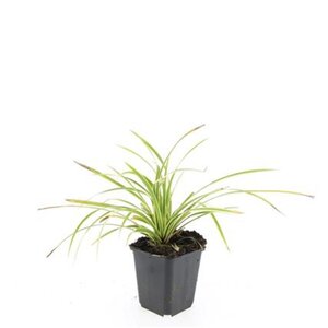 Carex morrowii 'Aureovariegata' geen maat specificatie 0,55L/P9cm - afbeelding 4
