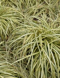 Carex morrowii 'Aureovariegata' geen maat specificatie 0,55L/P9cm - image 1