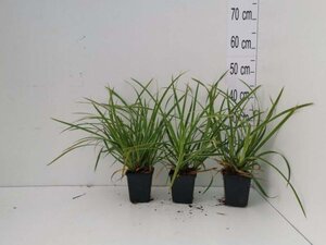 Carex morrowii 'Ice Dance' geen maat specificatie 0,55L/P9cm - afbeelding 2