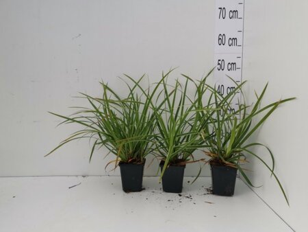 Carex morrowii 'Ice Dance' geen maat specificatie 0,55L/P9cm - afbeelding 3