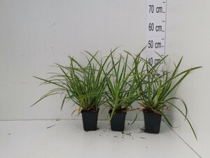 Carex morrowii 'Ice Dance' geen maat specificatie 0,55L/P9cm - afbeelding 3