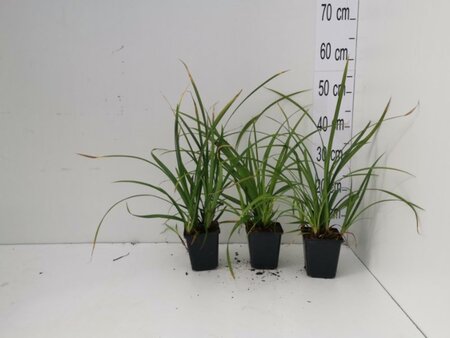 Carex morrowii 'Irish Green' geen maat specificatie 0,55L/P9cm - afbeelding 4