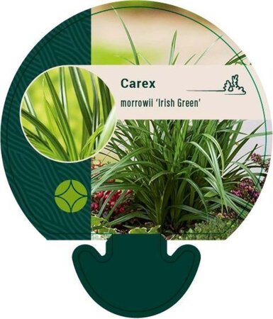 Carex morrowii 'Irish Green' geen maat specificatie 0,55L/P9cm - afbeelding 8