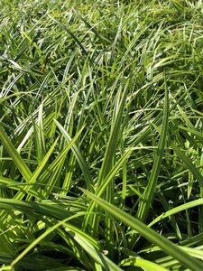 Carex morrowii 'Irish Green' geen maat specificatie 0,55L/P9cm - afbeelding 1