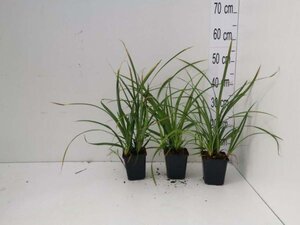 Carex morrowii 'Irish Green' geen maat specificatie 0,55L/P9cm - afbeelding 2