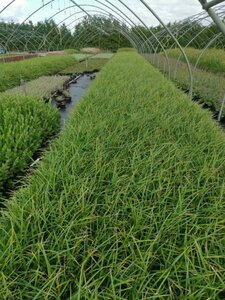 Carex morrowii 'Irish Green' geen maat specificatie 0,55L/P9cm - afbeelding 3