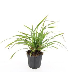 Carex morrowii 'Irish Green' geen maat specificatie 0,55L/P9cm - afbeelding 7