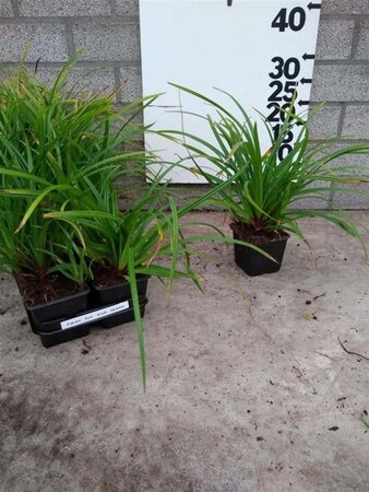 Carex morrowii 'Irish Green' geen maat specificatie 0,55L/P9cm - afbeelding 9
