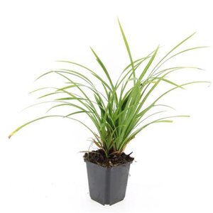 Carex morrowii 'Irish Green' geen maat specificatie 0,55L/P9cm - afbeelding 6