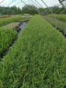 Carex morrowii 'Irish Green' geen maat specificatie 0,55L/P9cm - afbeelding 11
