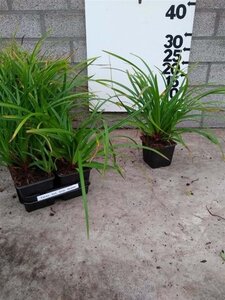 Carex morrowii 'Irish Green' geen maat specificatie 0,55L/P9cm - image 3