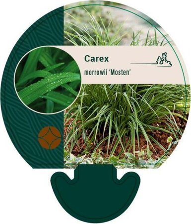 Carex morrowii 'Mosten' geen maat specificatie 0,55L/P9cm - afbeelding 4