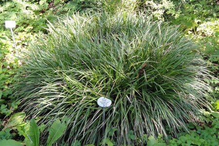 Carex morrowii geen maat specificatie cont. 3,0L - afbeelding 1