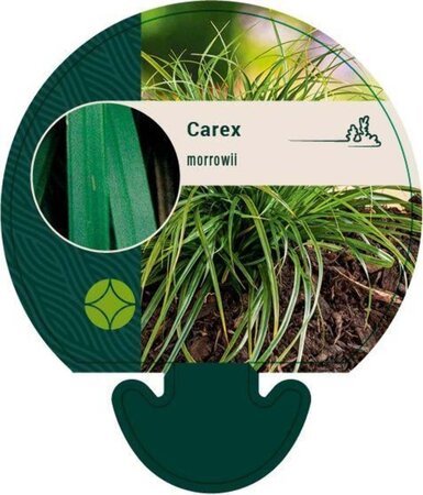 Carex morrowii geen maat specificatie 0,55L/P9cm - afbeelding 2