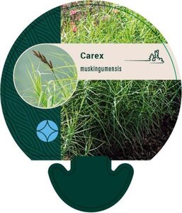 Carex muskingumensis geen maat specificatie 0,55L/P9cm - afbeelding 1