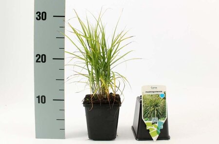 Carex muskingumensis geen maat specificatie 0,55L/P9cm - afbeelding 3