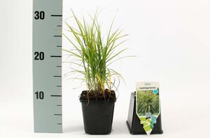 Carex muskingumensis geen maat specificatie 0,55L/P9cm - image 3