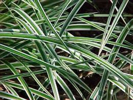 Carex morrowii 'Variegata' geen maat specificatie cont. 3,0L - afbeelding 1