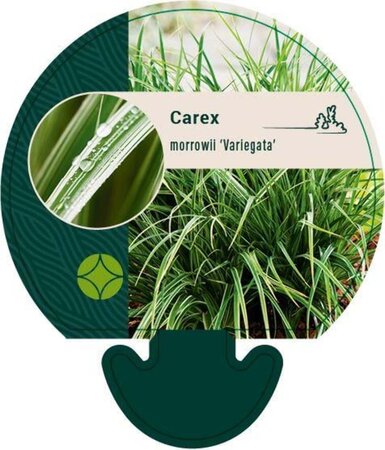 Carex morrowii 'Variegata' geen maat specificatie 0,55L/P9cm - afbeelding 5