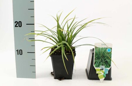 Carex morrowii 'Variegata' geen maat specificatie 0,55L/P9cm - afbeelding 7
