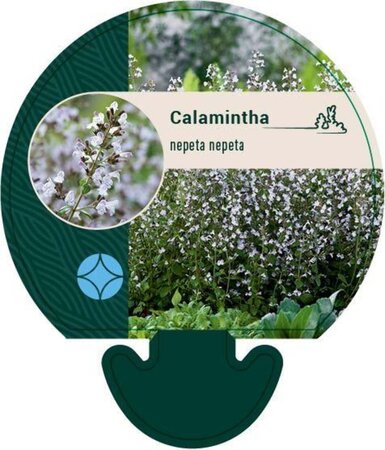 Calamintha n. nepeta geen maat specificatie 0,55L/P9cm - afbeelding 8