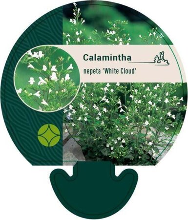 Calamintha n. 'White Cloud' geen maat specificatie 0,55L/P9cm