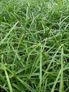Carex oshim. 'Evergreen' geen maat specificatie 0,55L/P9cm