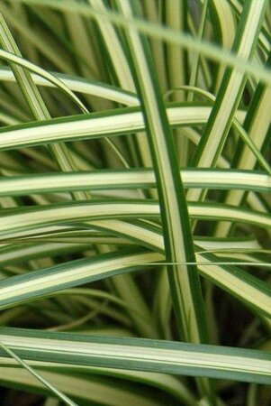 Carex oshim. 'Evergold' geen maat specificatie cont. 2,0L - afbeelding 2