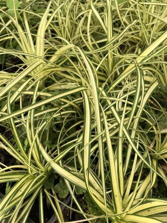 Carex oshim. 'Evergold' geen maat specificatie cont. 2,0L - afbeelding 3