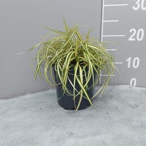 Carex oshim. 'Evergold' geen maat specificatie cont. 2,0L - afbeelding 5