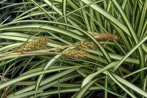 Carex oshim. 'Evergold' geen maat specificatie cont. 3,0L - image 1