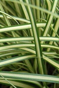 Carex oshim. 'Evergold' geen maat specificatie cont. 5,0L - image 2
