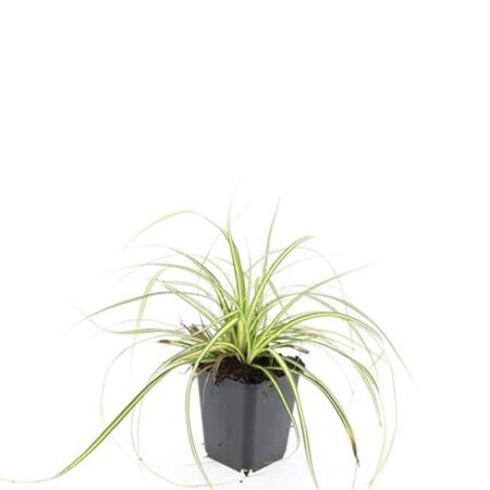 Carex oshim. 'Evergold' geen maat specificatie 0,55L/P9cm - afbeelding 5