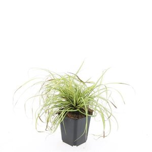 Carex oshim. 'Evergold' geen maat specificatie 0,55L/P9cm - afbeelding 6