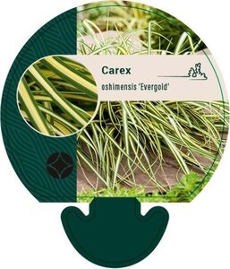 Carex oshim. 'Evergold' geen maat specificatie 0,55L/P9cm - afbeelding 4