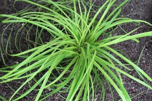 Carex oshim. 'Everillo' geen maat specificatie 0,55L/P9cm