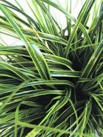 Carex oshim. 'Everlime' geen maat specificatie 0,55L/P9cm
