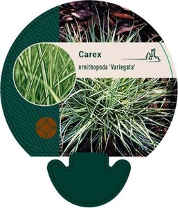 Carex ornithopoda 'Variegata' geen maat specificatie 0,55L/P9cm - afbeelding 2