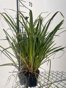Carex pendula geen maat specificatie cont. 2,0L - afbeelding 7