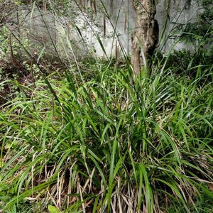 Carex pendula geen maat specificatie cont. 2,0L - afbeelding 2