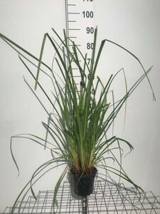 Carex pendula geen maat specificatie cont. 2,0L - afbeelding 8