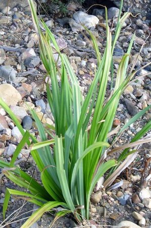 Carex pendula geen maat specificatie cont. 3,0L - afbeelding 4