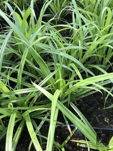Carex pendula geen maat specificatie 0,55L/P9cm - afbeelding 1