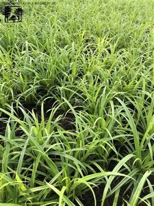 Carex pendula geen maat specificatie 0,55L/P9cm - afbeelding 3