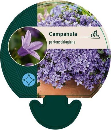 Campanula portenschlagiana geen maat specificatie 0,55L/P9cm - afbeelding 3