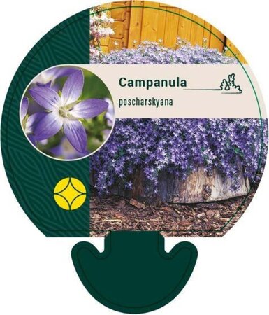 Campanula poscharskyana geen maat specificatie 0,55L/P9cm - afbeelding 2