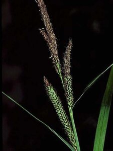 Carex acutiformis geen maat specificatie 0,55L/P9cm - afbeelding 2